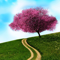 anh dep phong canh, ảnh đẹp phong canh