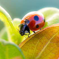 hinh nen dong vat, hình nền động vật