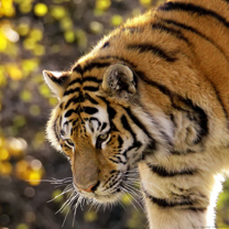 hinh nen dong vat, hình nền động vật