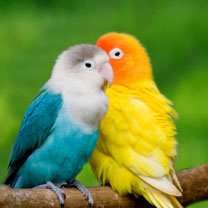 hinh nen dong vat, hình nền động vật