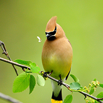 hinh nen dong vat, hình nền động vật