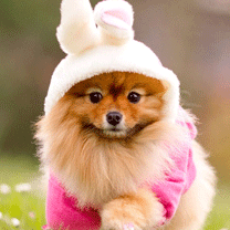 hinh nen dong vat, hình nền động vật