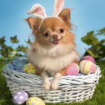 hinh nen dong vat, hình nền động vật