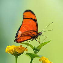 hinh nen dong vat, hình nền động vật