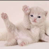 hinh nen dong vat, hình nền động vật