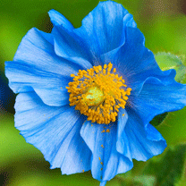 hinh nen hoa dep, hình nền hoa đẹp