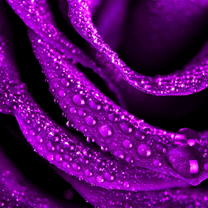 hinh nen hoa dep, hình nền hoa đẹp