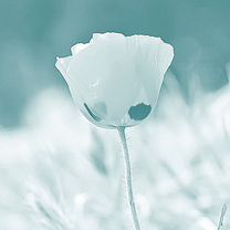 hinh nen hoa dep, hình nền hoa đẹp