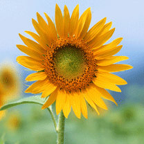 hinh nen hoa dep, hình nền hoa đẹp