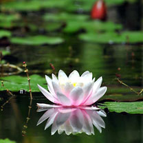 hinh nen hoa dep, hình nền hoa đẹp