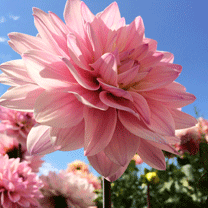 hinh nen hoa dep, hình nền hoa đẹp