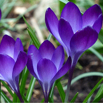 hinh nen hoa dep, hình nền hoa đẹp